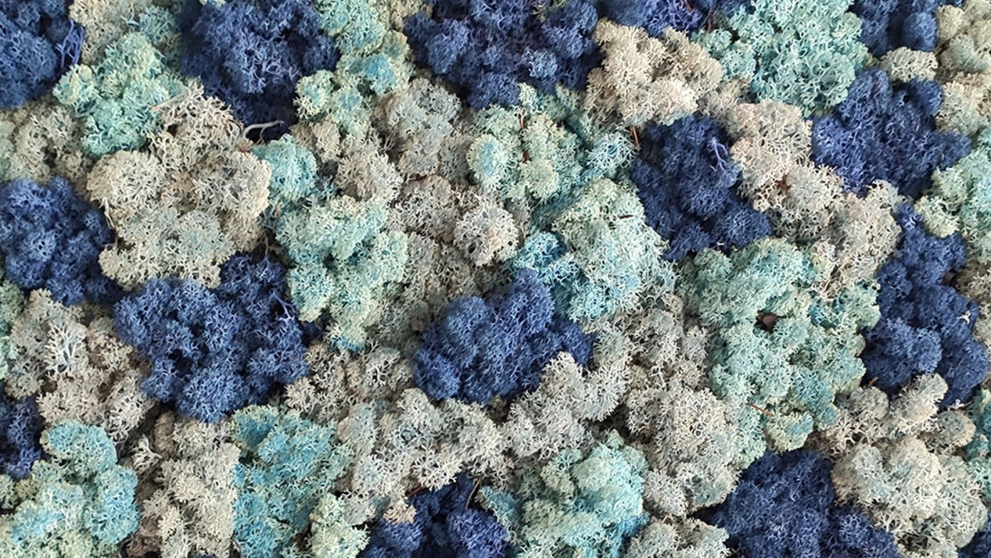 moosbild elements blau flaeche