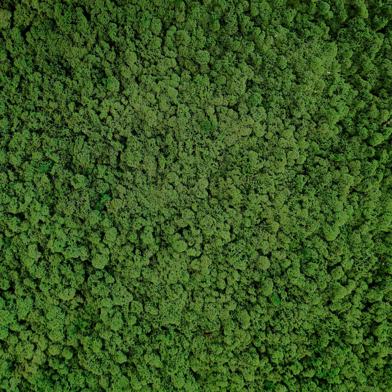Islandmoos classicGreen Flaeche2