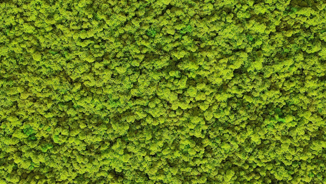 Islandmoos freshGreen Flaeche