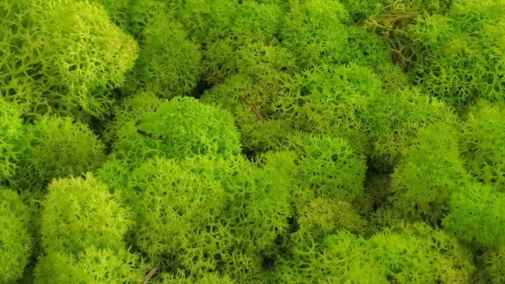 islandmoos freshGreen