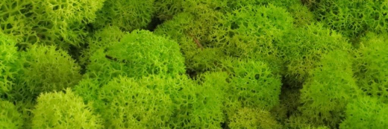 islandmoos freshGreen