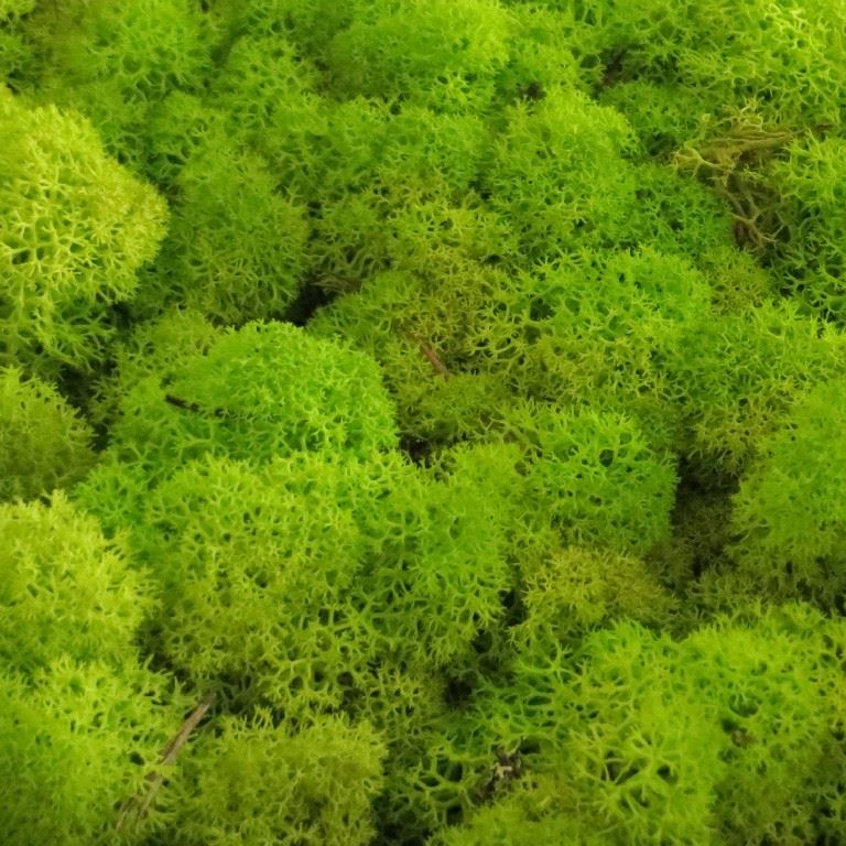 islandmoos freshGreen
