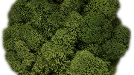 moos Farbton classicGreen Detail