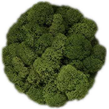 moos Farbton classicGreen Detail