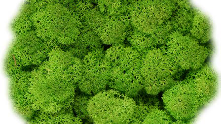 moos Farbton freshGreen Detail